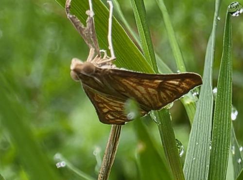 Antigastra catalaunalis